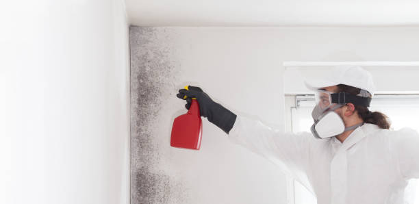 Best Emergency Mold Remediation in High Springs, FL